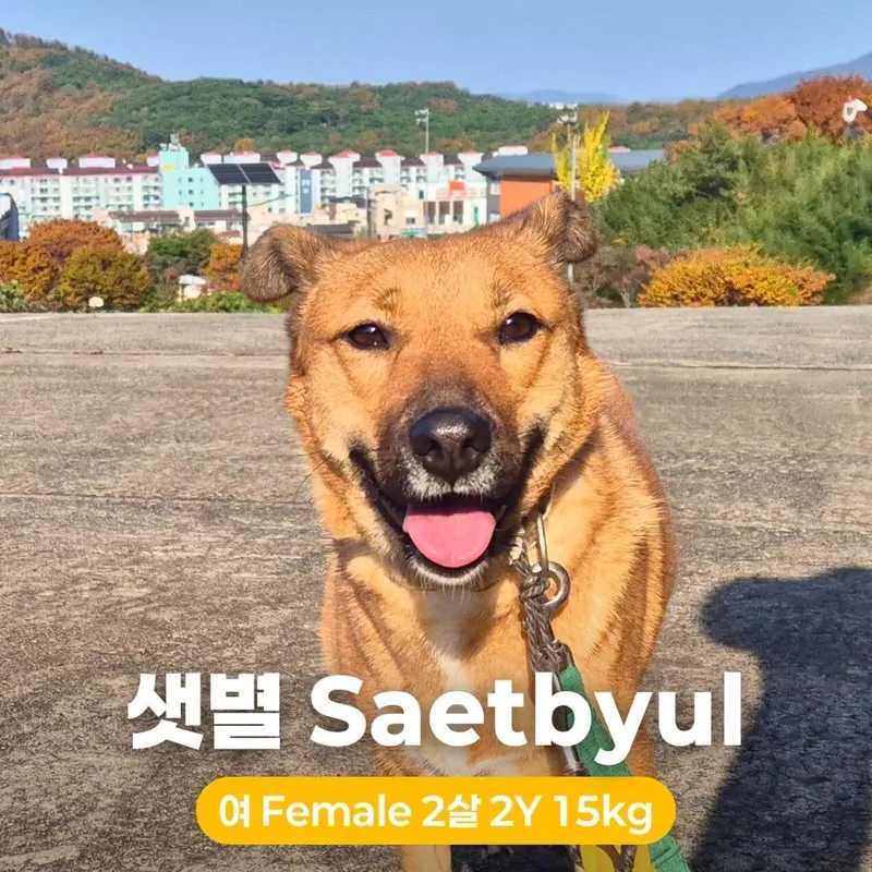 Saetbyul thumbnail 5