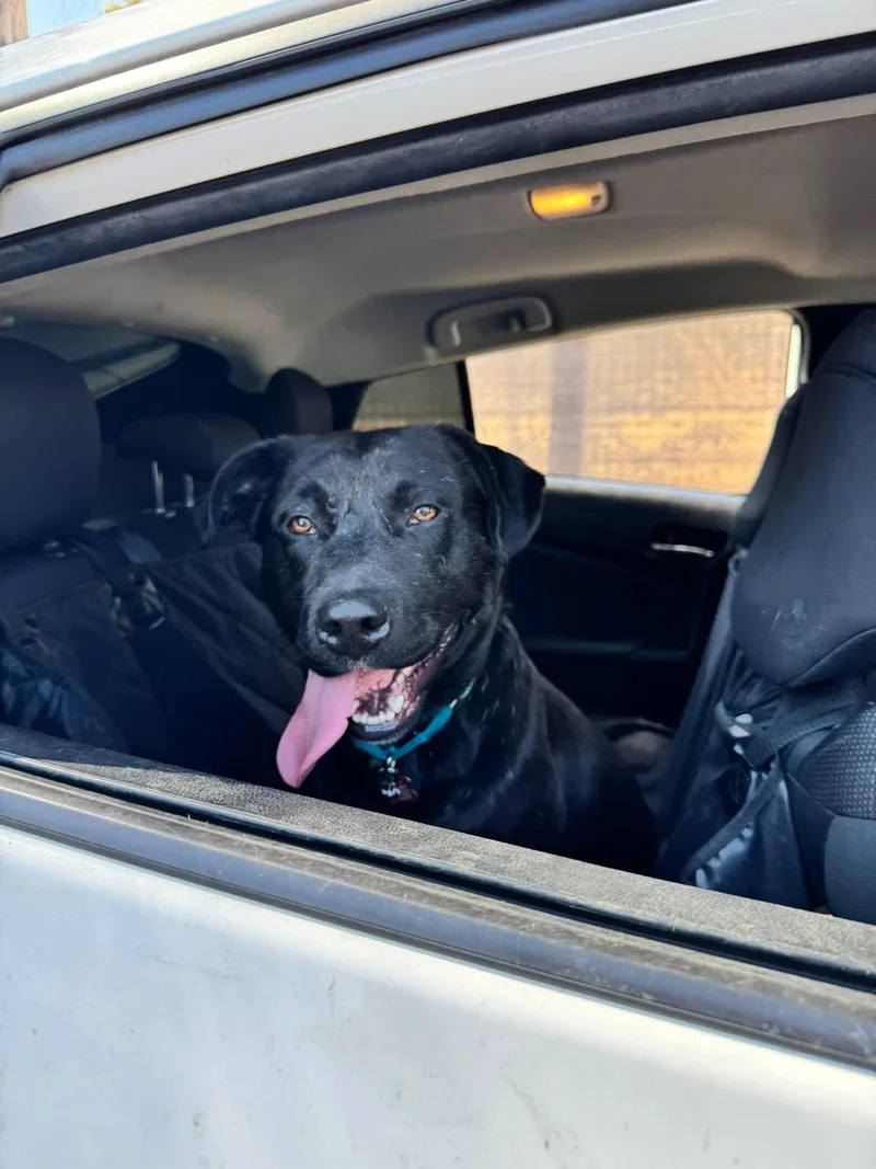 An adult large-sized male Labrador Retriever dog named Kennedy for adoption in San Diego, CA