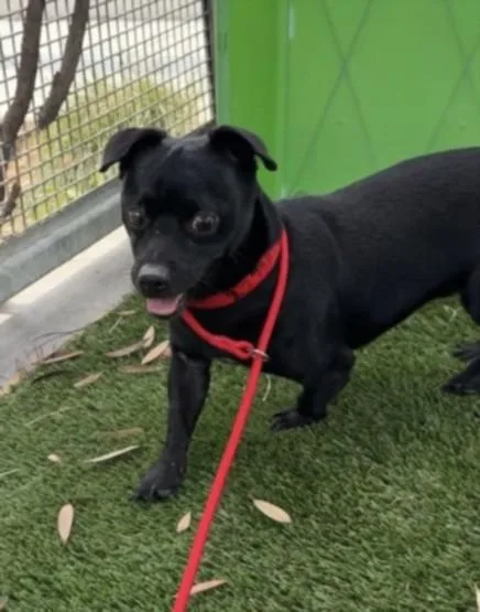 An adult small-sized male Chihuahua dog named Timmy for adoption in Los Angeles, CA