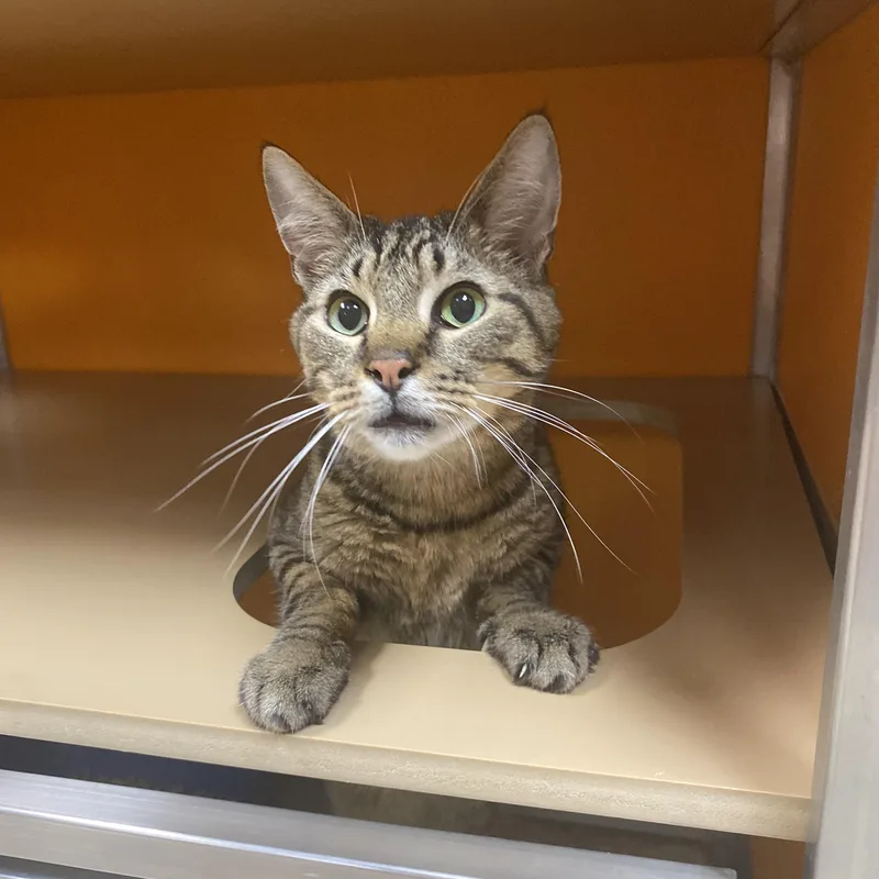 An adult large-sized male Tabby (Buff / Tan / Fawn) Domestic Short Hair cat named Keeko for adoption in Elyria, OH
