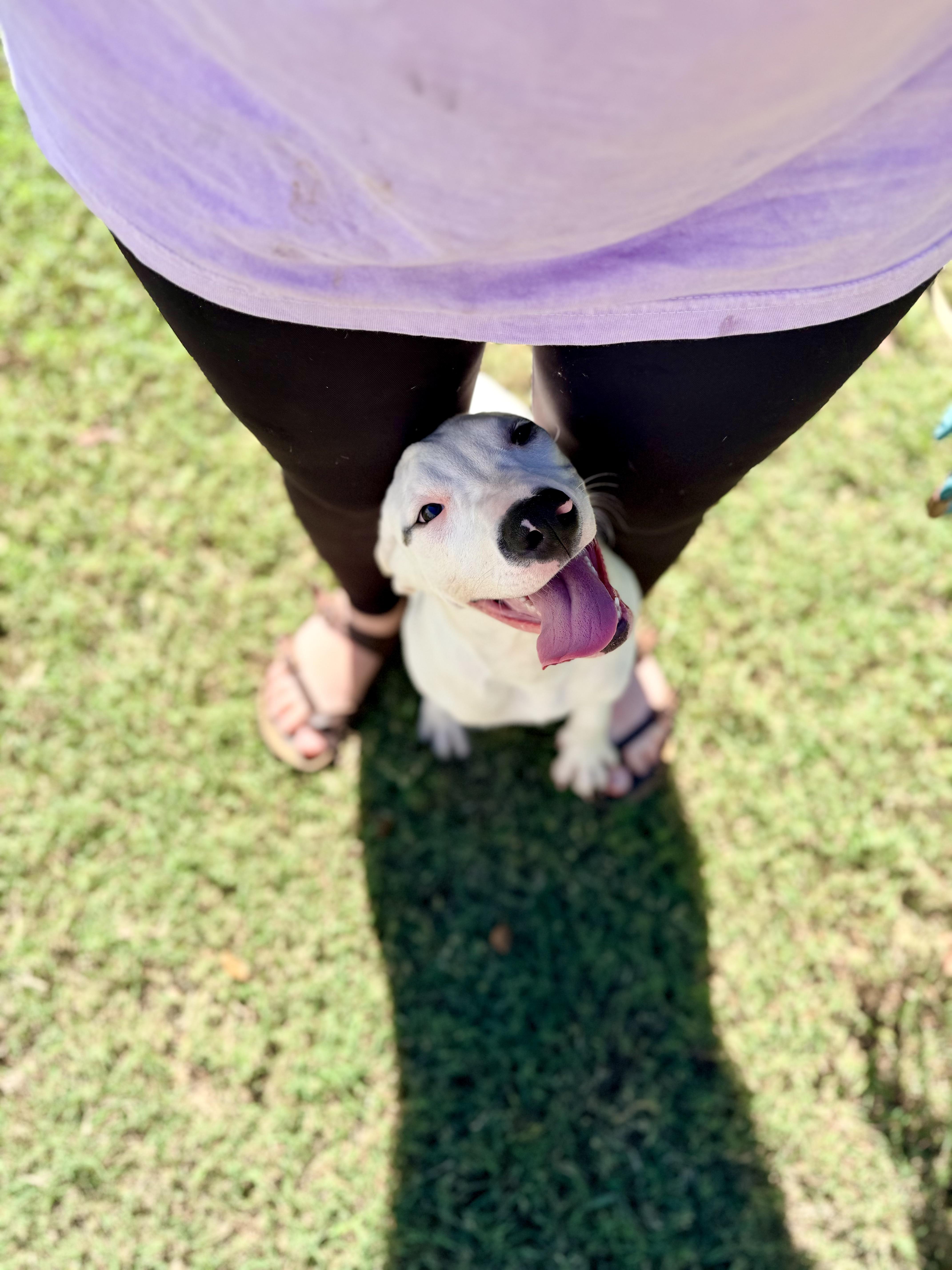 A young medium-sized female White / Cream Pit Bull Terrier dog named Pocus for adoption in Vanceboro , NC