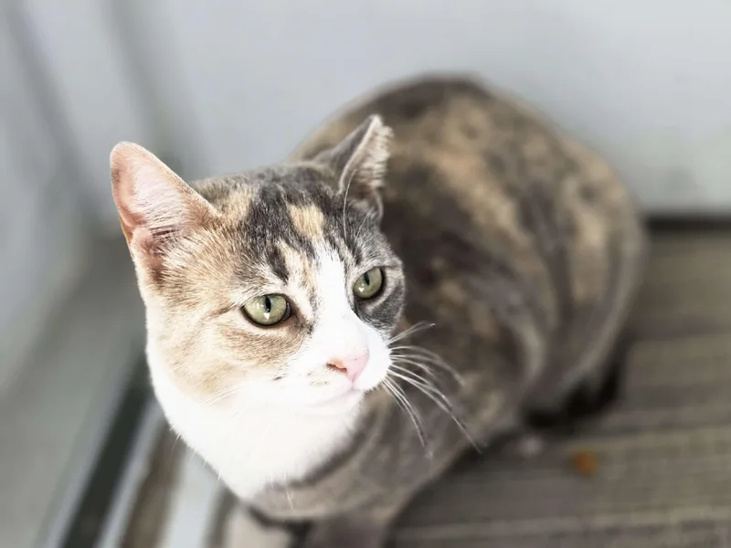 An adult medium-sized female Calico Domestic Short Hair cat named Meringue for adoption in Piscataway, NJ