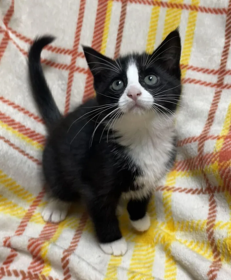 A baby small-sized female Domestic Short Hair cat named Hazel for adoption in Jackson, MI