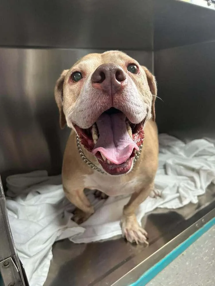 A senior large-sized male Basset Hound dog named Petey for adoption in Statesboro, GA
