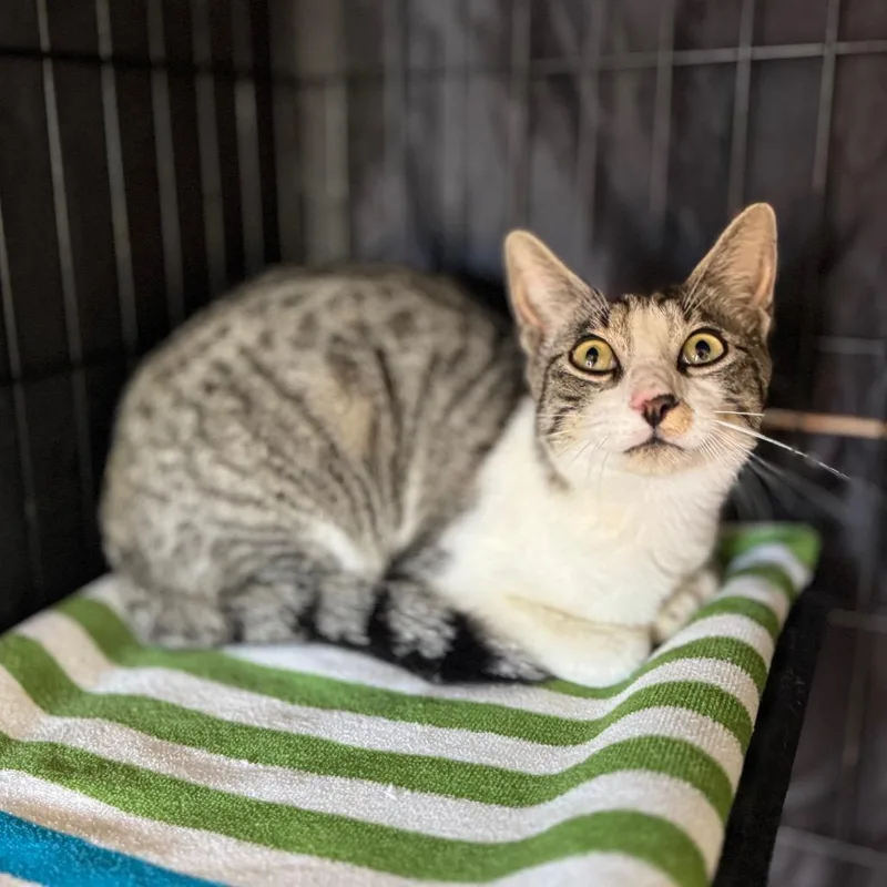 A young medium-sized male Buff / Tan / Fawn Domestic Short Hair cat named Dave for adoption in Fredericksburg, TX