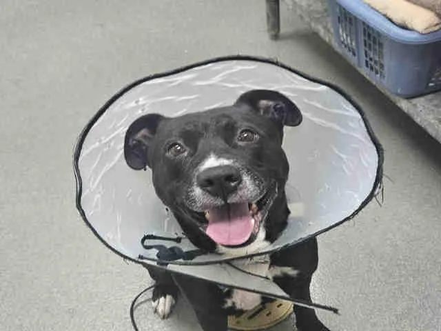 An adult medium-sized male Pit Bull Terrier dog named Chief for adoption in Carlsbad, CA