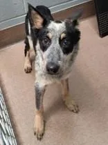 A young medium-sized female Australian Cattle Dog / Blue Heeler dog named Oreo for adoption in Commerce, TX