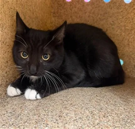 A young small-sized female Domestic Short Hair cat named Jelly for adoption in Lancaster, CA