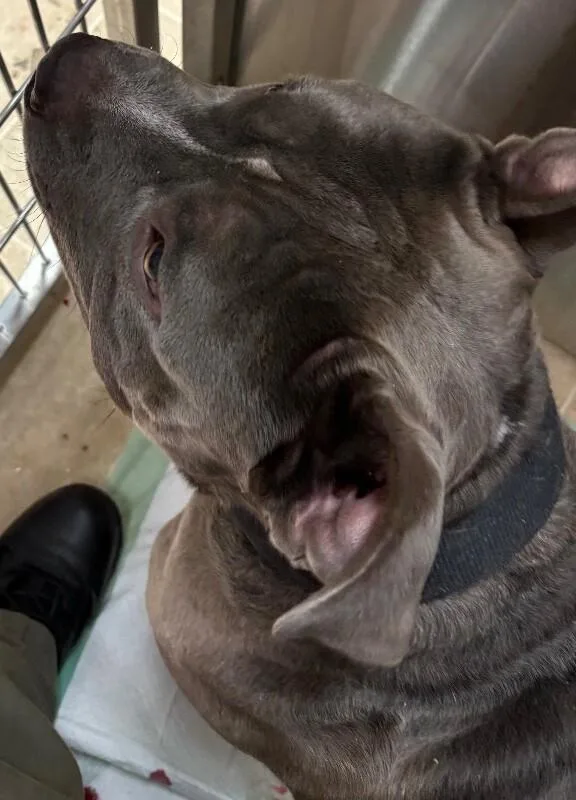 An adult large-sized male Gray / Blue / Silver Mixed Breed dog named Brute for adoption in Cincinnati, OH
