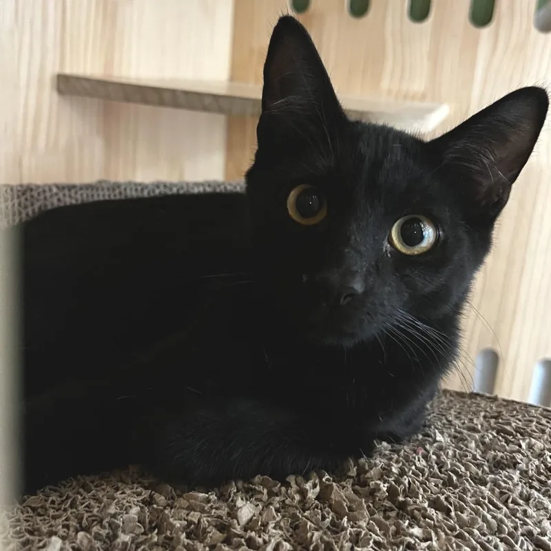 A young medium-sized male Black Domestic Short Hair cat named Zero for adoption in Yucca Valley, CA