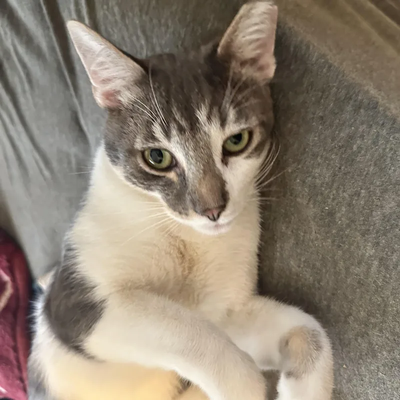 A young medium-sized male Tabby (Brown / Chocolate) Domestic Short Hair cat named Sage for adoption in Inglewood, CA