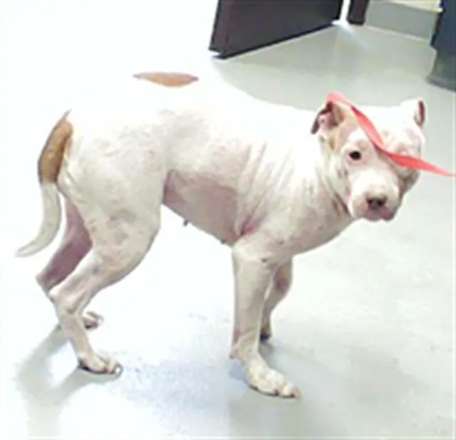 An adult medium-sized female Pit Bull Terrier dog named Luna for adoption in Fayetteville, NC
