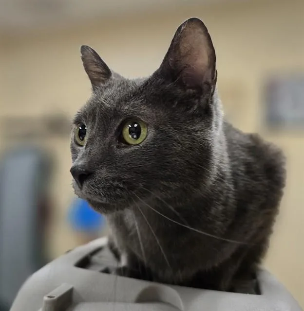 An adult small-sized male Domestic Short Hair cat named Ocean for adoption in Aliquippa, PA