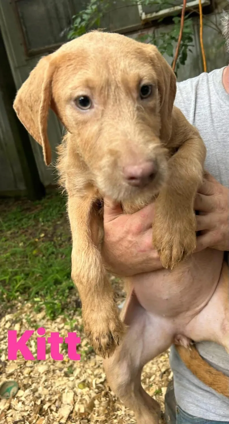 A young medium-sized female Weimaraner dog named Kitt for adoption in Pine Bluff, AR