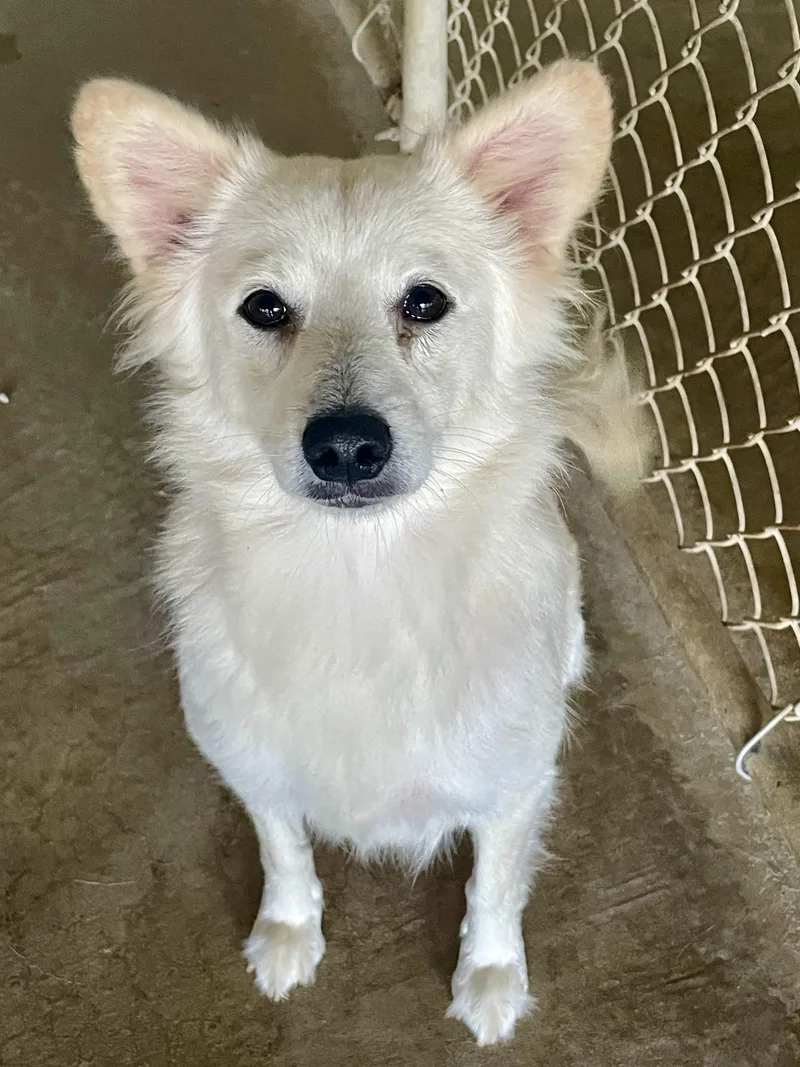 An adult medium-sized female Yellow / Tan / Blond / Fawn Mixed Breed dog named Vicki for adoption in Lacon, IL