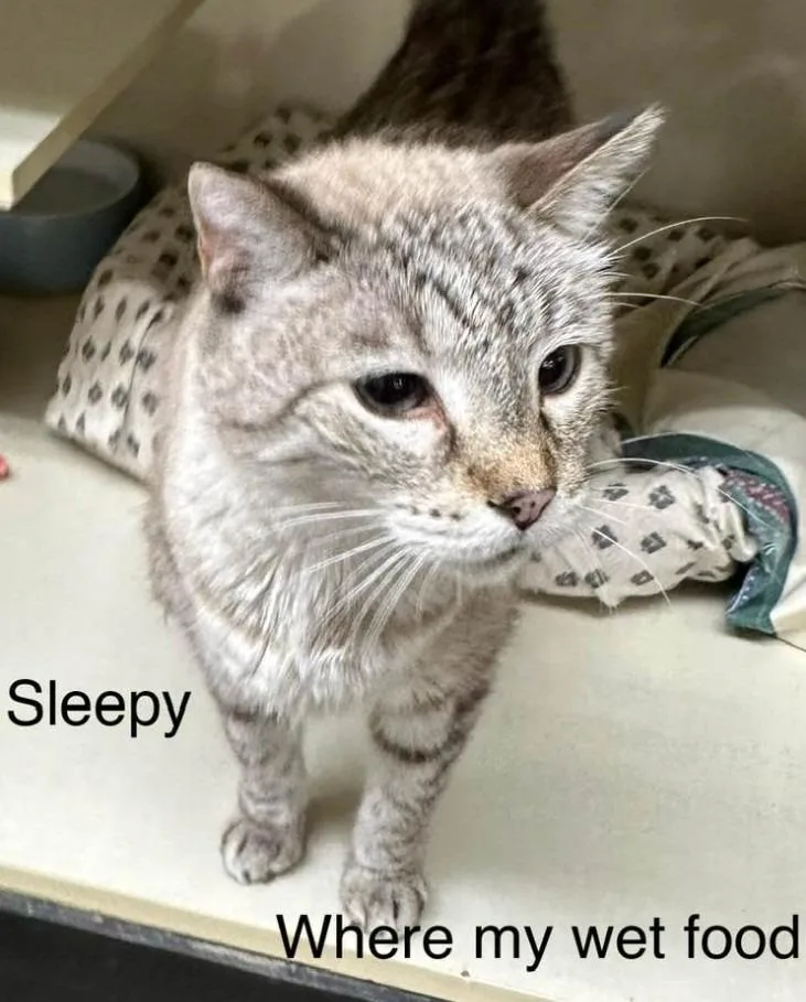 Sleepy