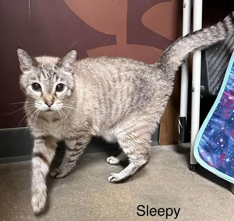Sleepy thumbnail 3