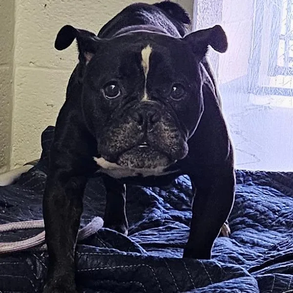 An adult small-sized female Black English Bulldog dog named Bertha for adoption in Birdsboro, PA