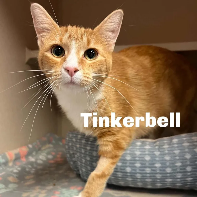 A young medium-sized female Domestic Short Hair cat named Tinkerbell for adoption in Escanaba, MI