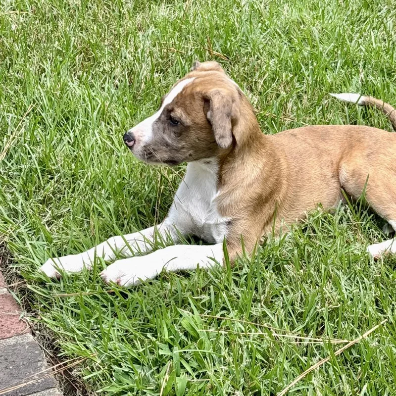 A baby medium-sized female Beagle dog named Nicole for adoption in Cordova, TN