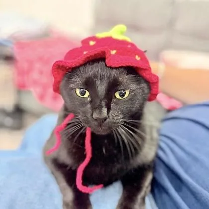 A baby small-sized female Domestic Short Hair cat named Plum for adoption in Fort Worth, TX