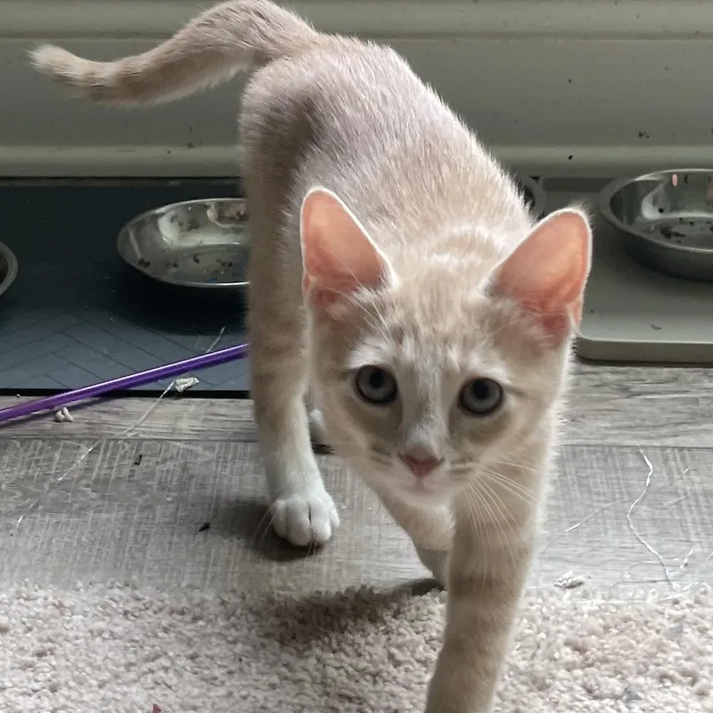 A baby medium-sized male Buff & White Domestic Short Hair cat named Chip for adoption in lititz, PA