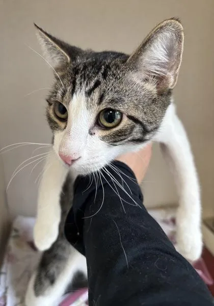 A baby medium-sized male Domestic Short Hair cat named Jackson  I am for adoption in East Brookfield, MA