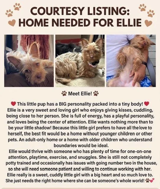 A young medium-sized female Yorkshire Terrier dog named Ellie for adoption in Bartonsville, PA