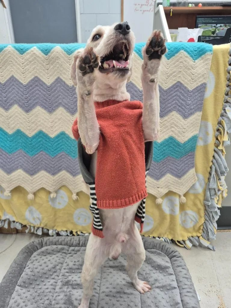 An adult medium-sized male Havanese dog named Benji for adoption in Findlay, OH