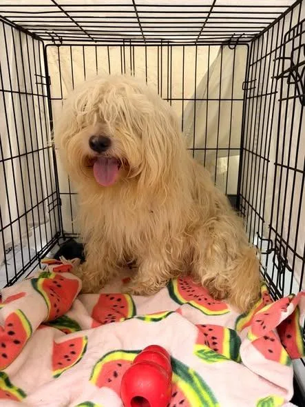 Benji thumbnail 2