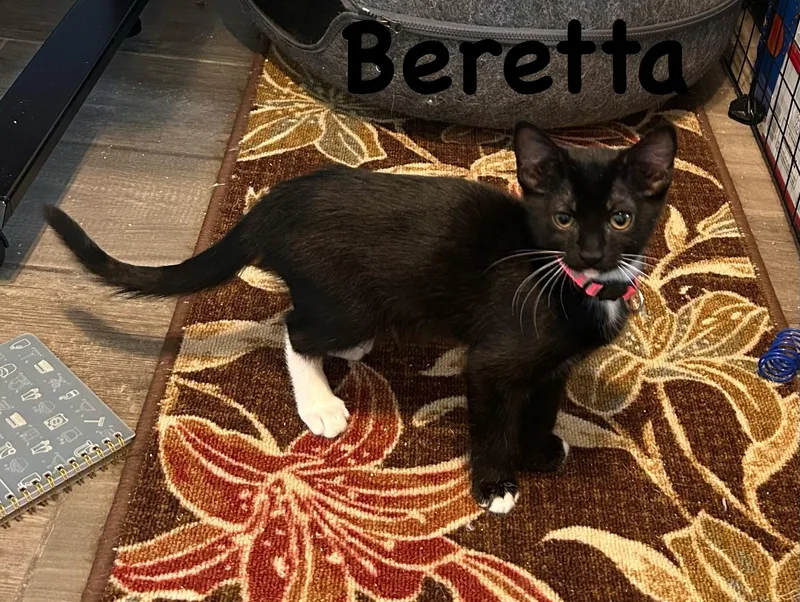 A young small-sized female Black & White / Tuxedo Tuxedo cat named Beretta for adoption in Tucson, AZ