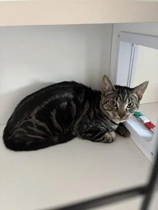 A young small-sized male Domestic Short Hair cat named 26-307 for adoption in Barnesville, GA
