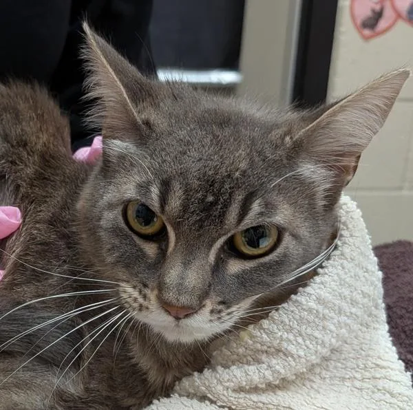 A young small-sized female Domestic Short Hair cat named Princess for adoption in El Cajon, CA
