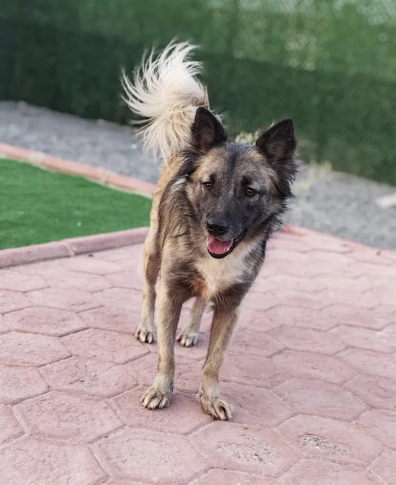 An adult medium-sized female Shepherd dog named Sasha for adoption in Huntingtown, MD
