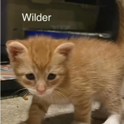 A baby small-sized male Orange / Red Domestic Short Hair cat named Wilder Lichens for adoption in Woodstock, VA