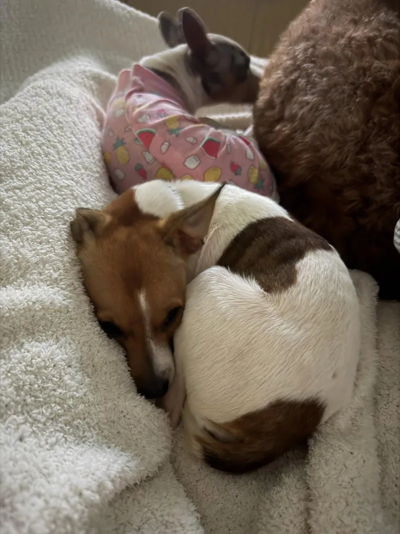 A young medium-sized female Rat Terrier dog named Maeve for adoption in Orlando, FL