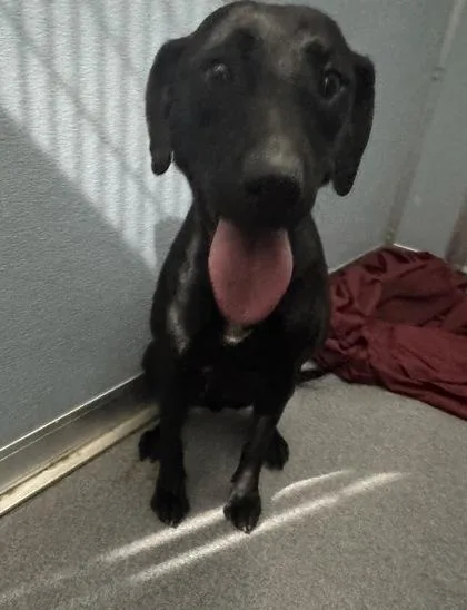 An adult medium-sized female Mixed Breed dog named Maria for adoption in West Chester, PA