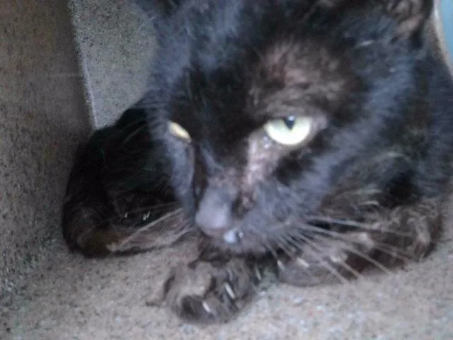 A senior medium-sized male Domestic Short Hair cat named A for adoption in Baldwin Park, CA