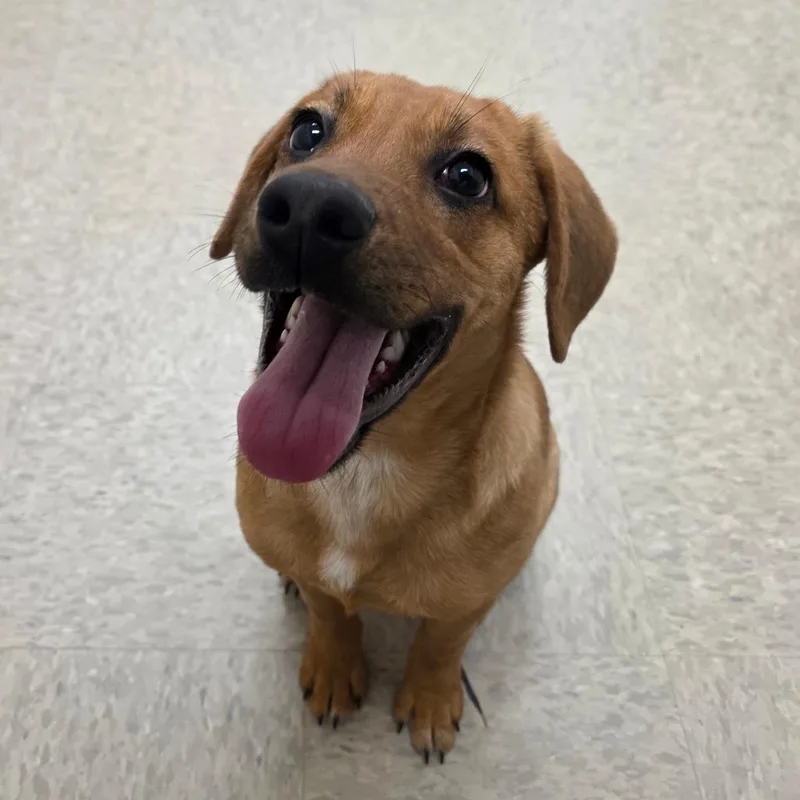 A baby medium-sized male Hound dog named Durango for adoption in Chatham, VA