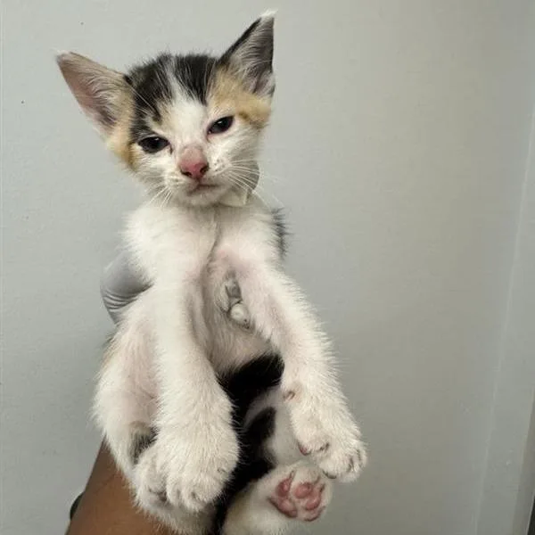 A baby small-sized female Domestic Short Hair cat named Ginger for adoption in Jacksonville, FL