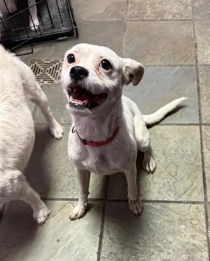 A young small-sized female White / Cream Mixed Breed dog named 61071950 for adoption in El Paso, TX