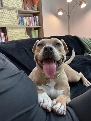 An adult large-sized female Pit Bull Terrier dog named Valerie for adoption in Atlanta, GA