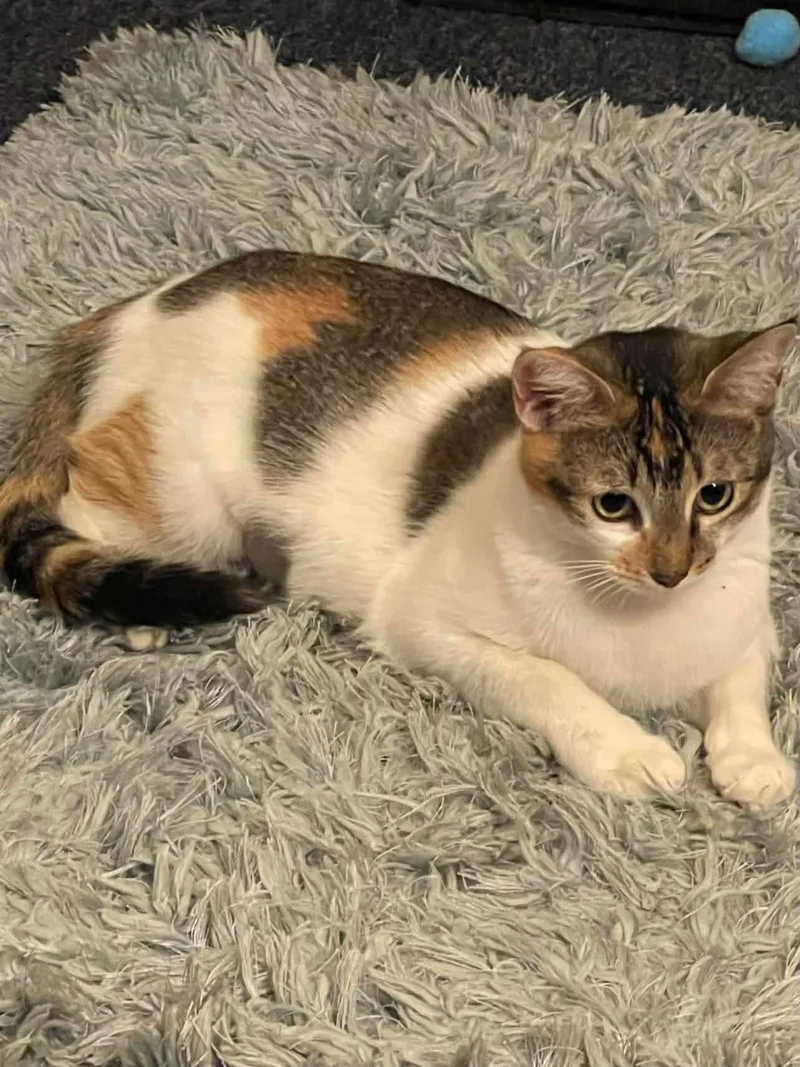 An adult medium-sized female Domestic Short Hair cat named Callie for adoption in Oakboro , NC