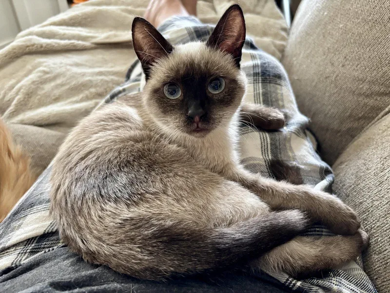 Cocoa