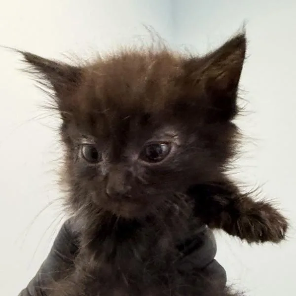 A baby small-sized female Domestic Long Hair cat named Nessie for adoption in Escondido, CA