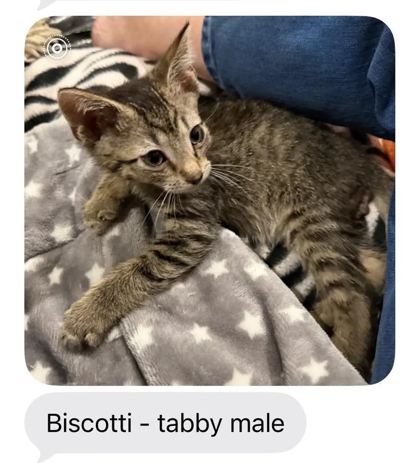 A baby small-sized male Domestic Short Hair cat named Biscotti for adoption in Mustang, OK