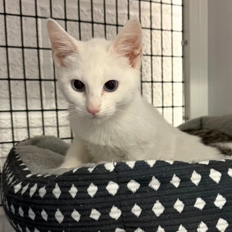 A baby small-sized female Domestic Short Hair cat named Sirocco for adoption in Ewing, NJ