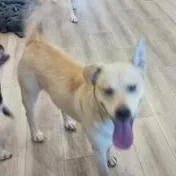 A young medium-sized male Yellow / Tan / Blond / Fawn Yellow Labrador Retriever dog named Jack for adoption in Liverpool, TX