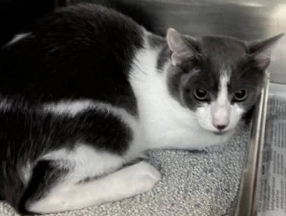 A young medium-sized male Gray & White Domestic Short Hair cat named Buddy for adoption in Ashland, VA