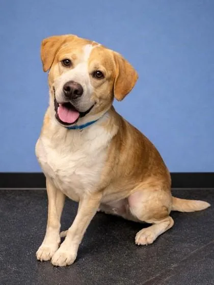 An adult large-sized male Mixed Breed dog named Logan for adoption in Baraboo, WI